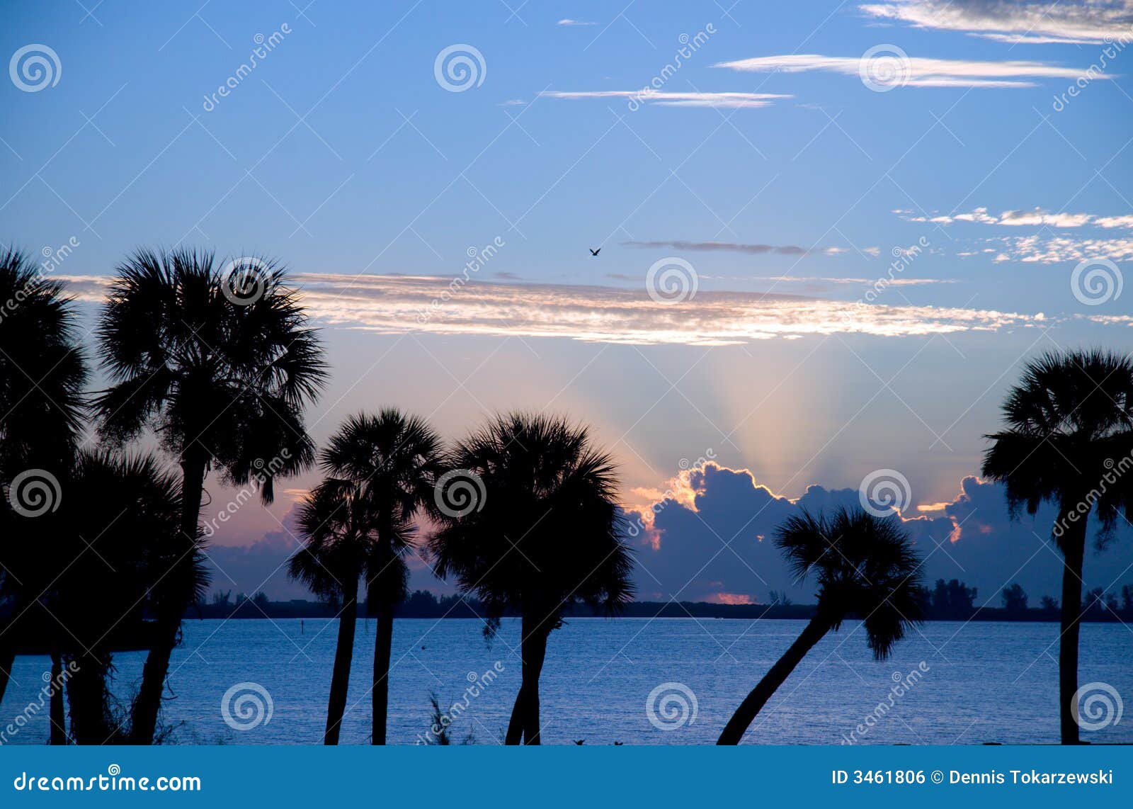 Florida Morning stock photo. Image of peaceful, fresh 3461806