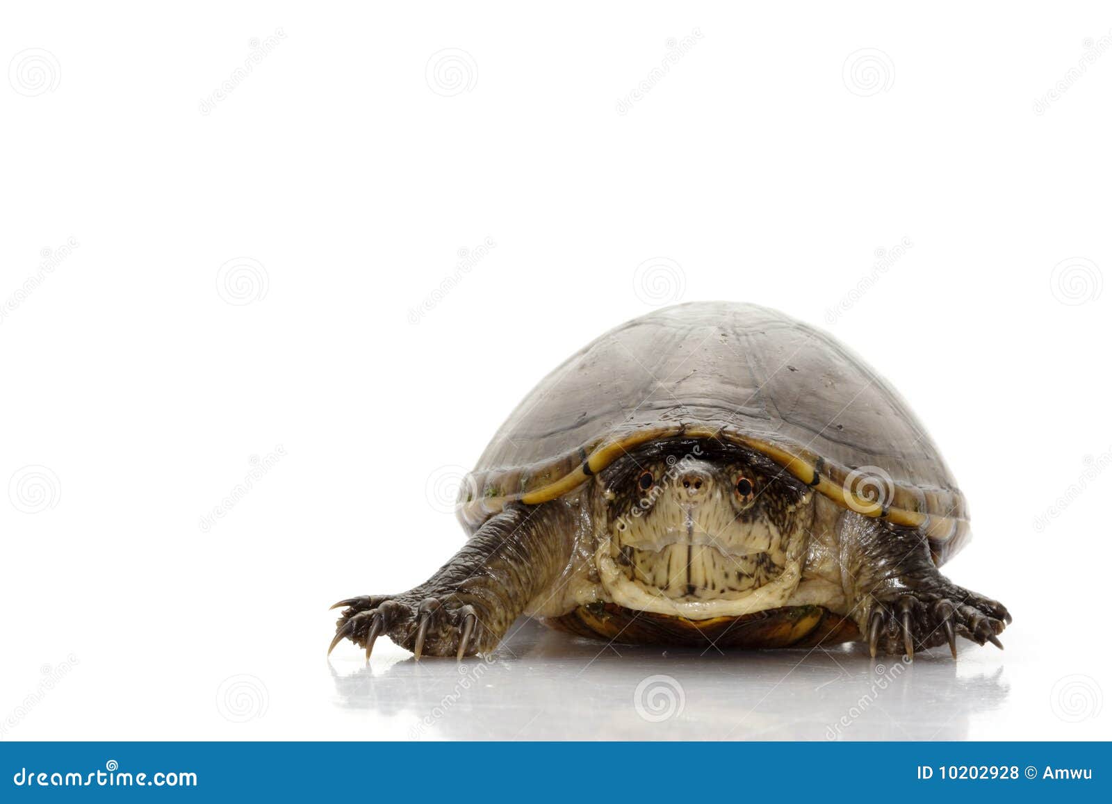 Florida mud turtle stock photo. Image of zoology, colorful - 10202928