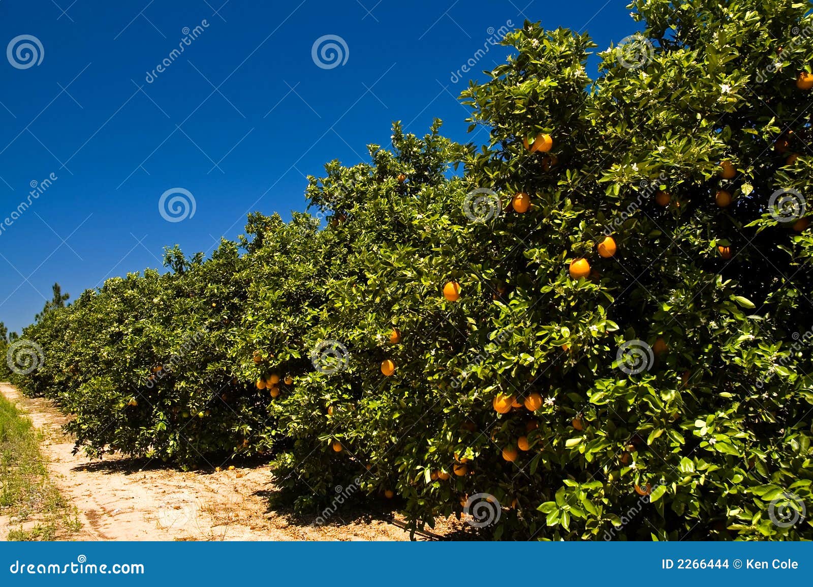 florida orange grove