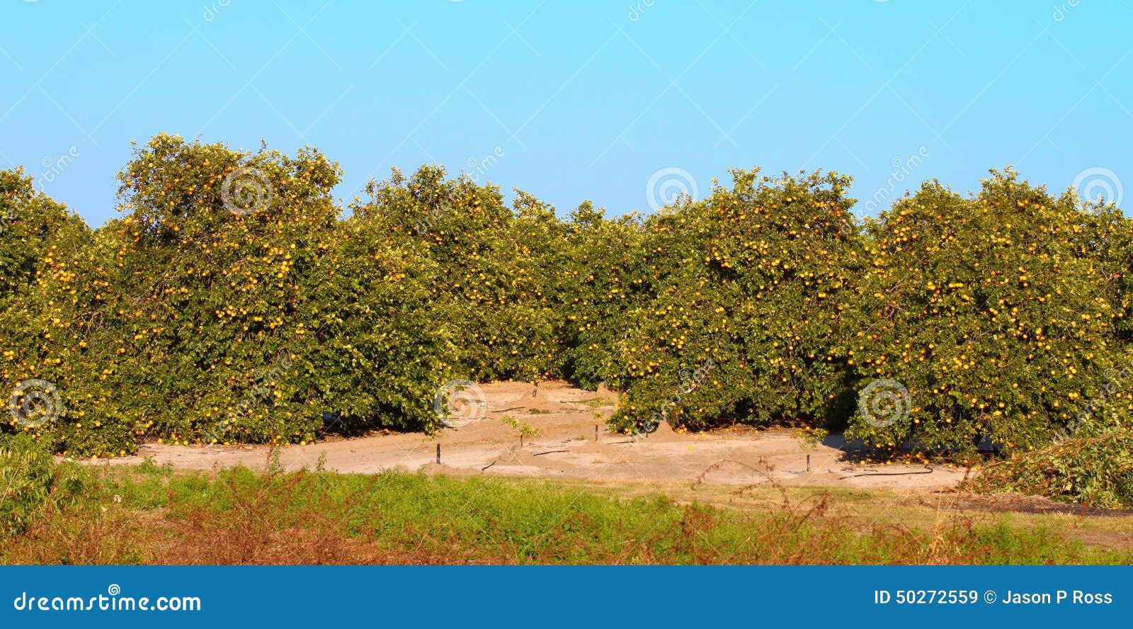 Florida Orange Grove Panorama Stock Image Image of farming, botany