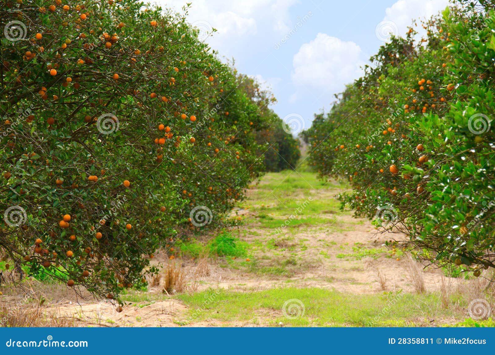 florida orange grove with ripe oranges