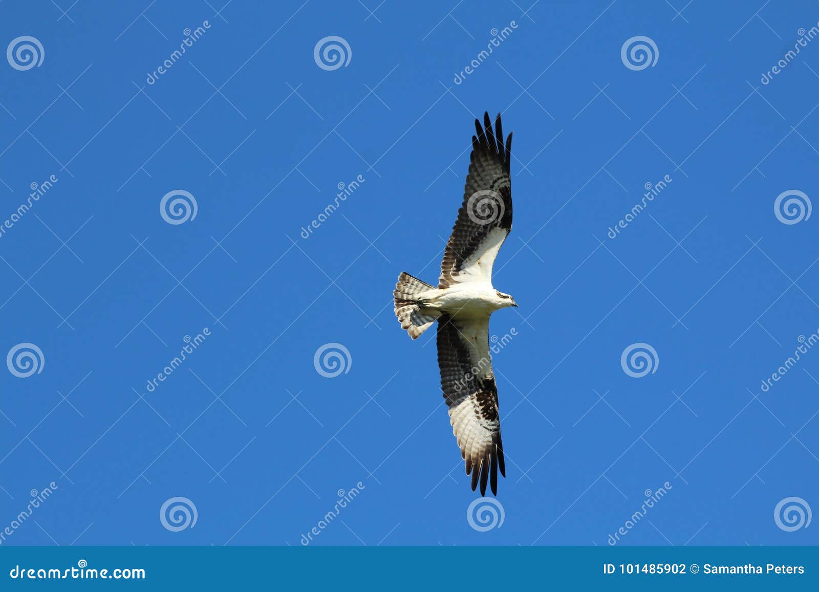 Florida Osprey stock photo. Image of osprey, span, massive 101485902