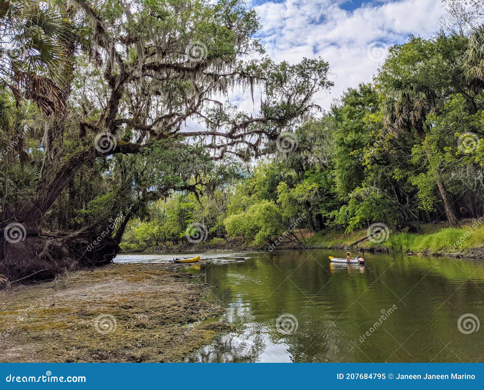Florida Peace River Kayaking Stock Image Image of flower, leaf 207684795
