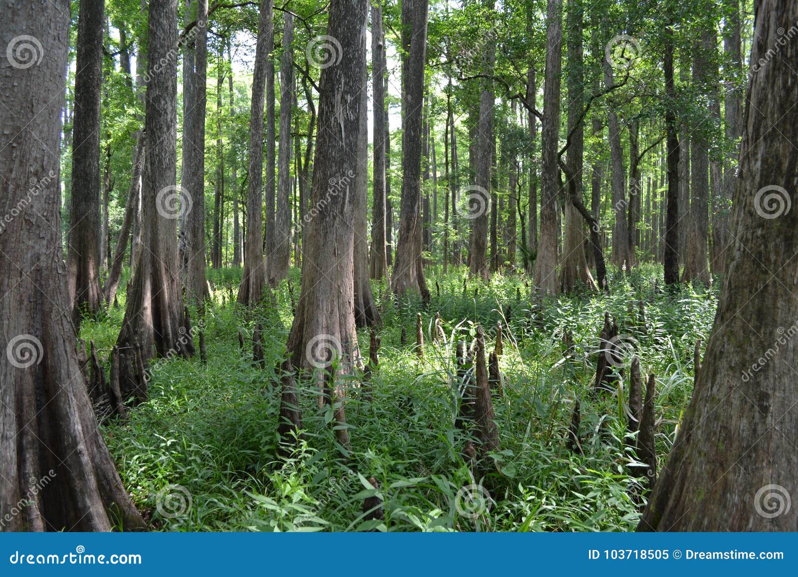 Florida Pine Trees stock image. Image of landscape, beautiful 103718505
