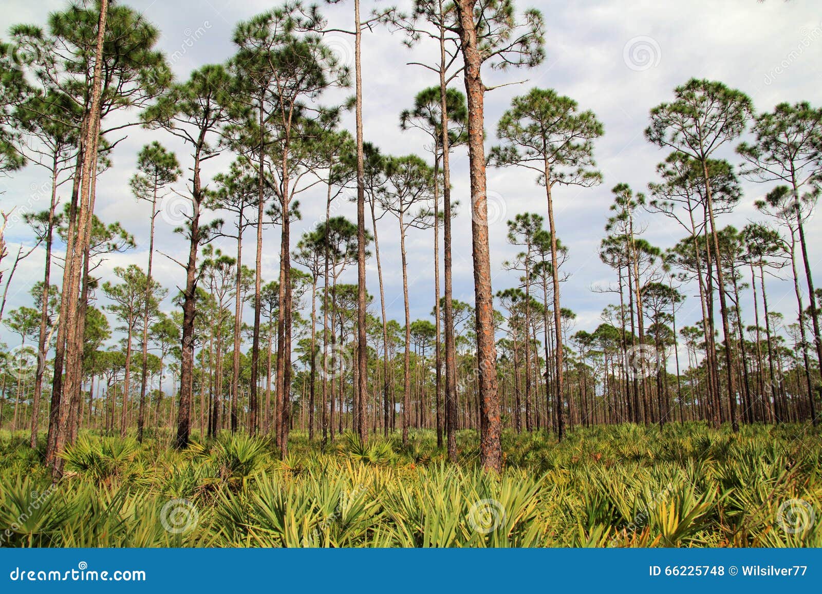 Florida Pinelands stock photo. Image of pine, places 66225748