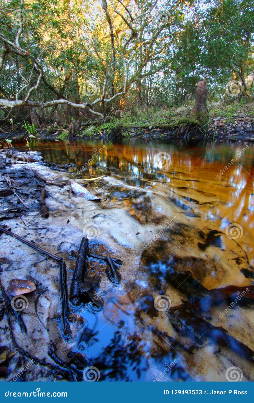 Florida Sandy Creek Landscape Stock Image Image of beautiful