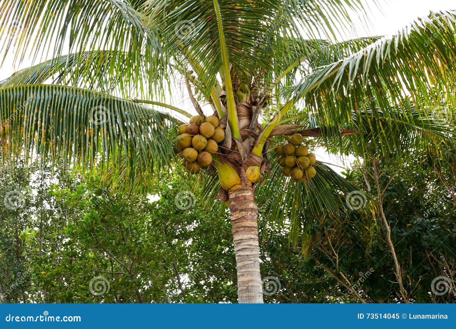 Florida Sanibel Captiva Island Coconut Palm Tree Stock Image - Image of ...