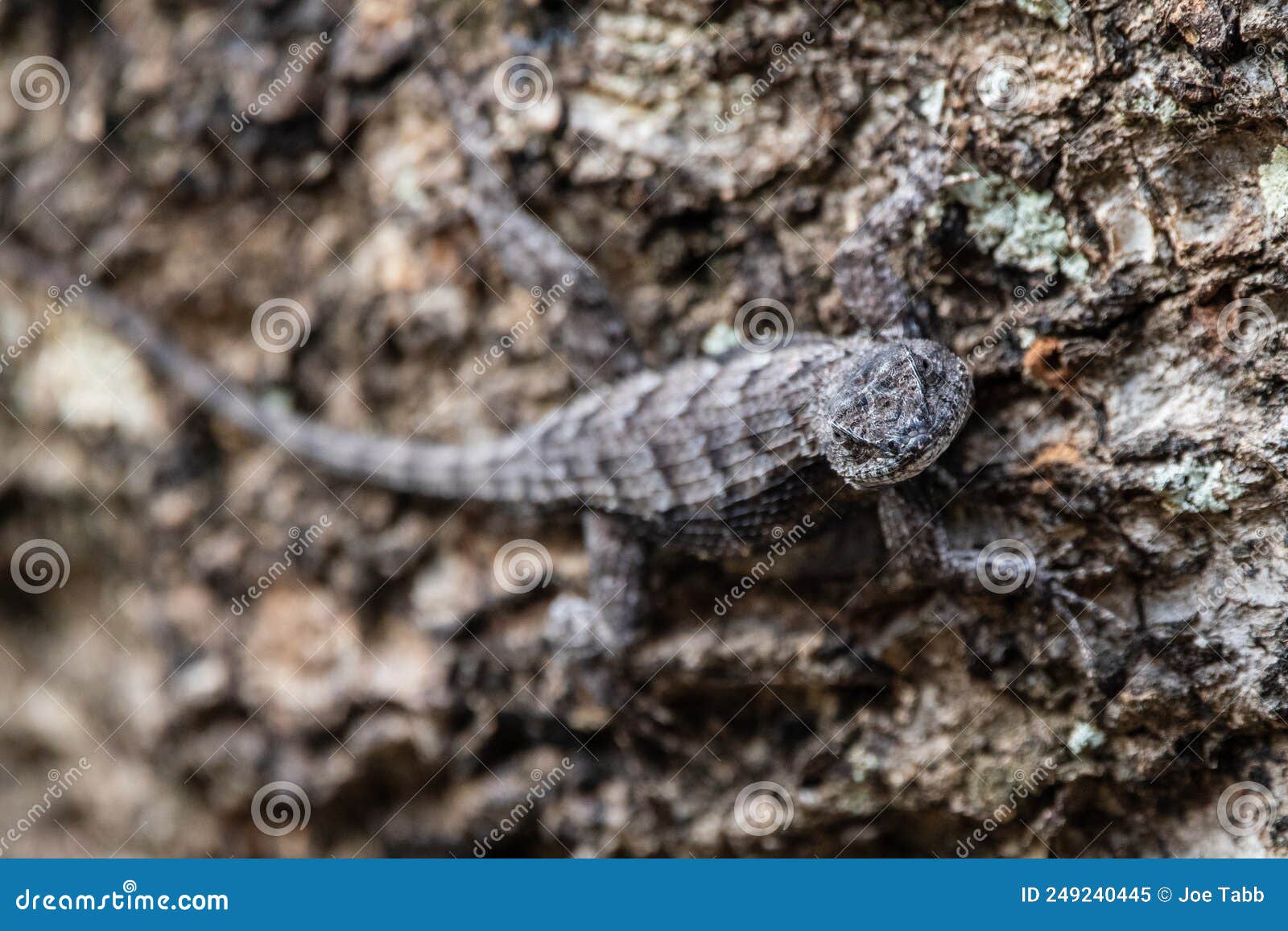 Florida scrub lizard stock image. Image of reptile, nature 249240445