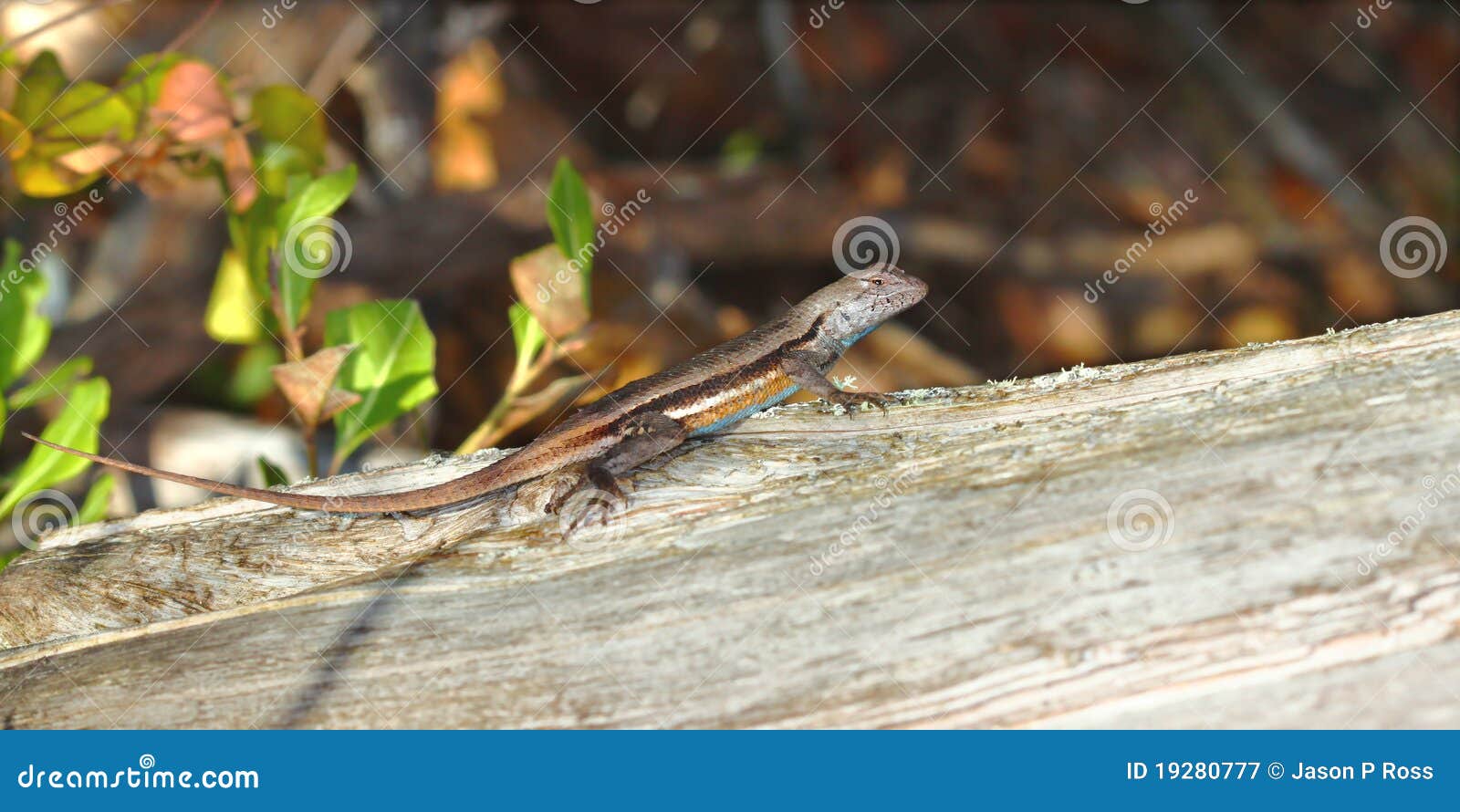 Florida Scrub Lizard (Sceloporus Woodi) Stock Image - Image of