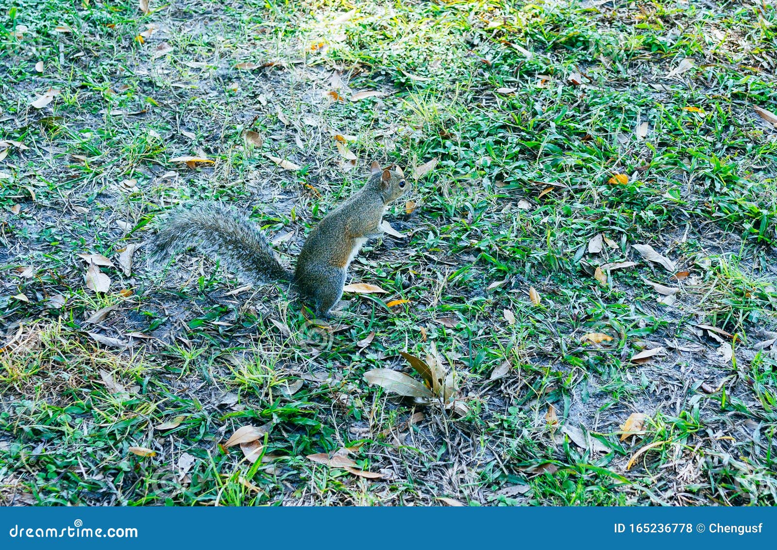 Florida Squirrel stock photo. Image of park, little 165236778