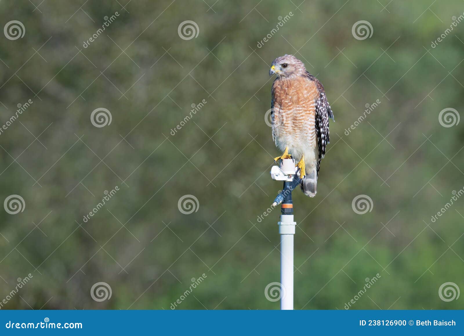 florida subspecies of red-shouldered hawk on sprinkler in farmer`s field