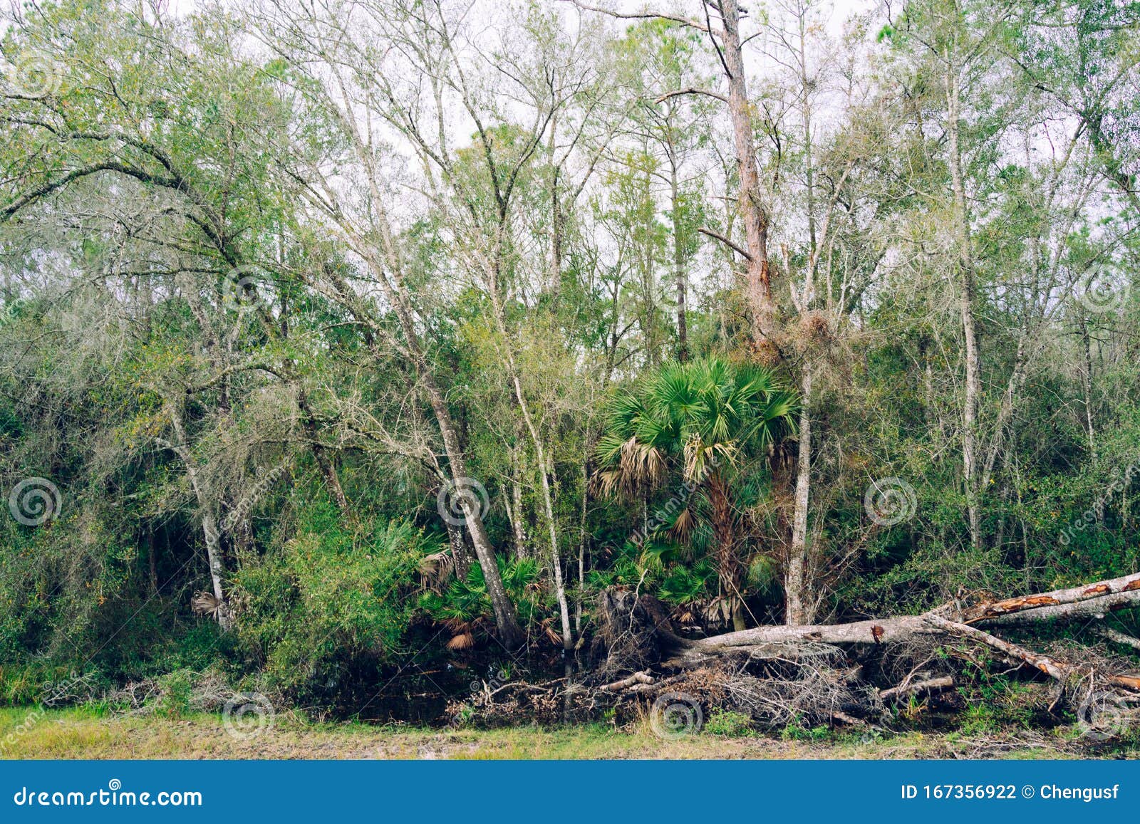 FloridaSumpf im Winter stockfoto. Bild von nave, dynamisch 167356922