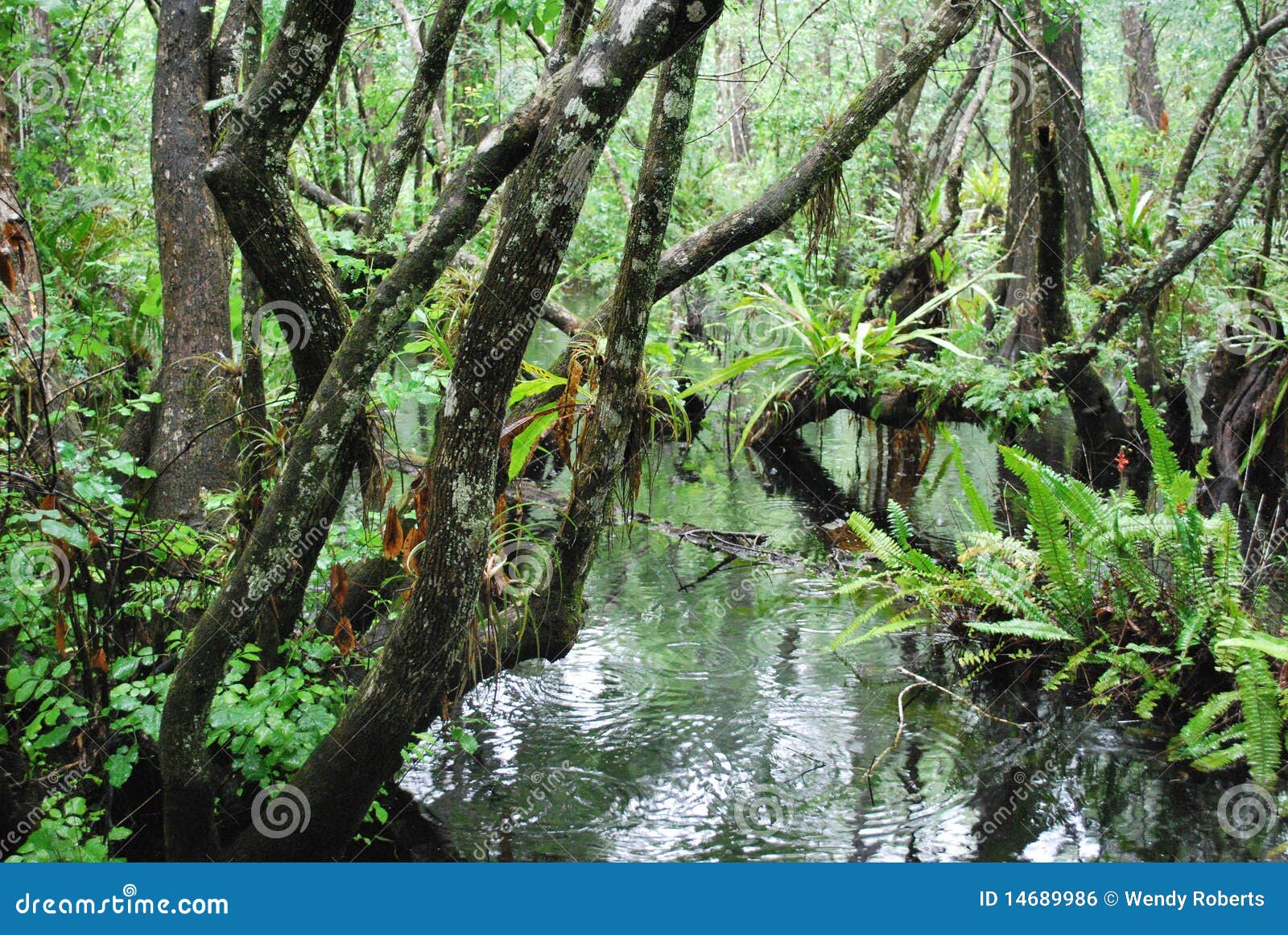 Florida Swamp stock photo. Image of america, bald, corkscrew 14689986