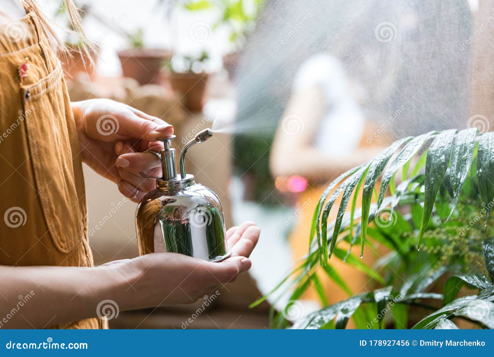 Florista Mujer Rociando Planta De La Casa Por Pulverizador De Agua De Acero  Vintage En Casa De Jardín Cuidando Plantas Foto de archivo - Imagen de  hojas, primer: 178927456