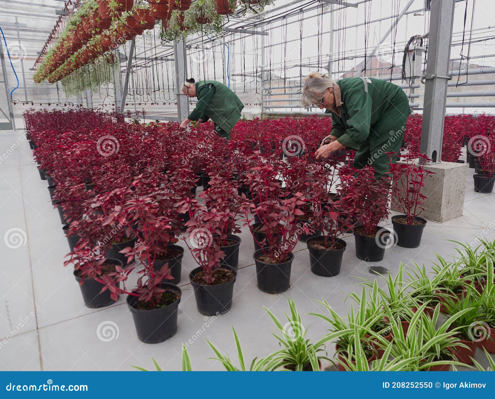 Floristas Cuidam De Plantas Ornamentais Com Folhas Vermelhas Da Família  Irezine Amaranth Chamada Estrela De Natal Em Uma Indústria Imagem Editorial  - Imagem de cultivar, florista: 208252550