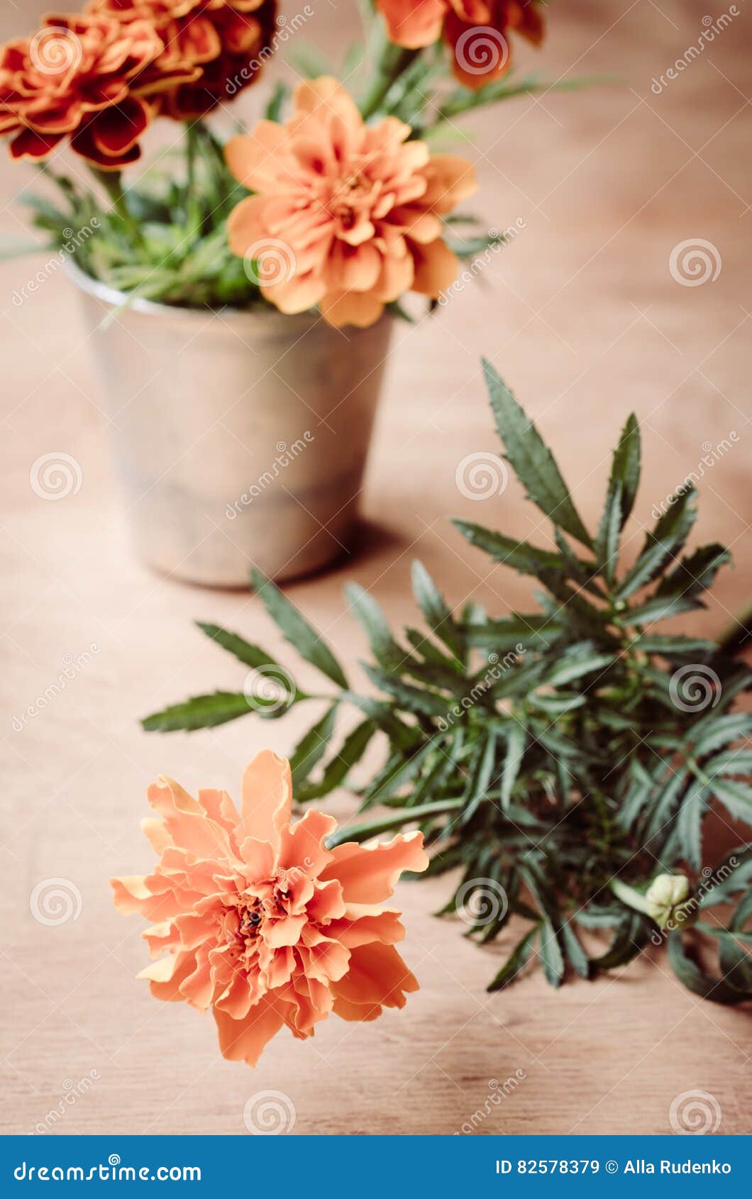french marigold flower bokeh french marigold flower bokeh