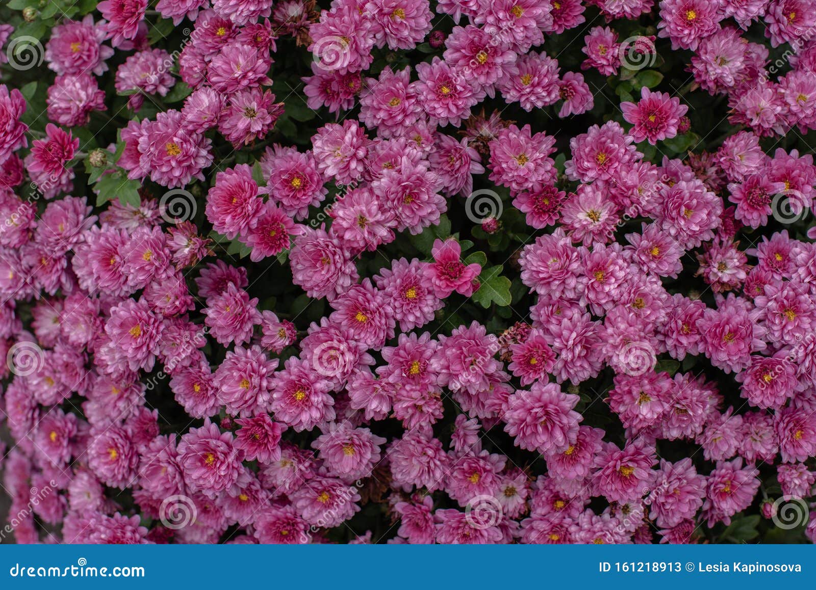 Florists Daisy Chrysanthemum Morifolium In Garden Stock Image Image Of Decoration Beautiful 161218913