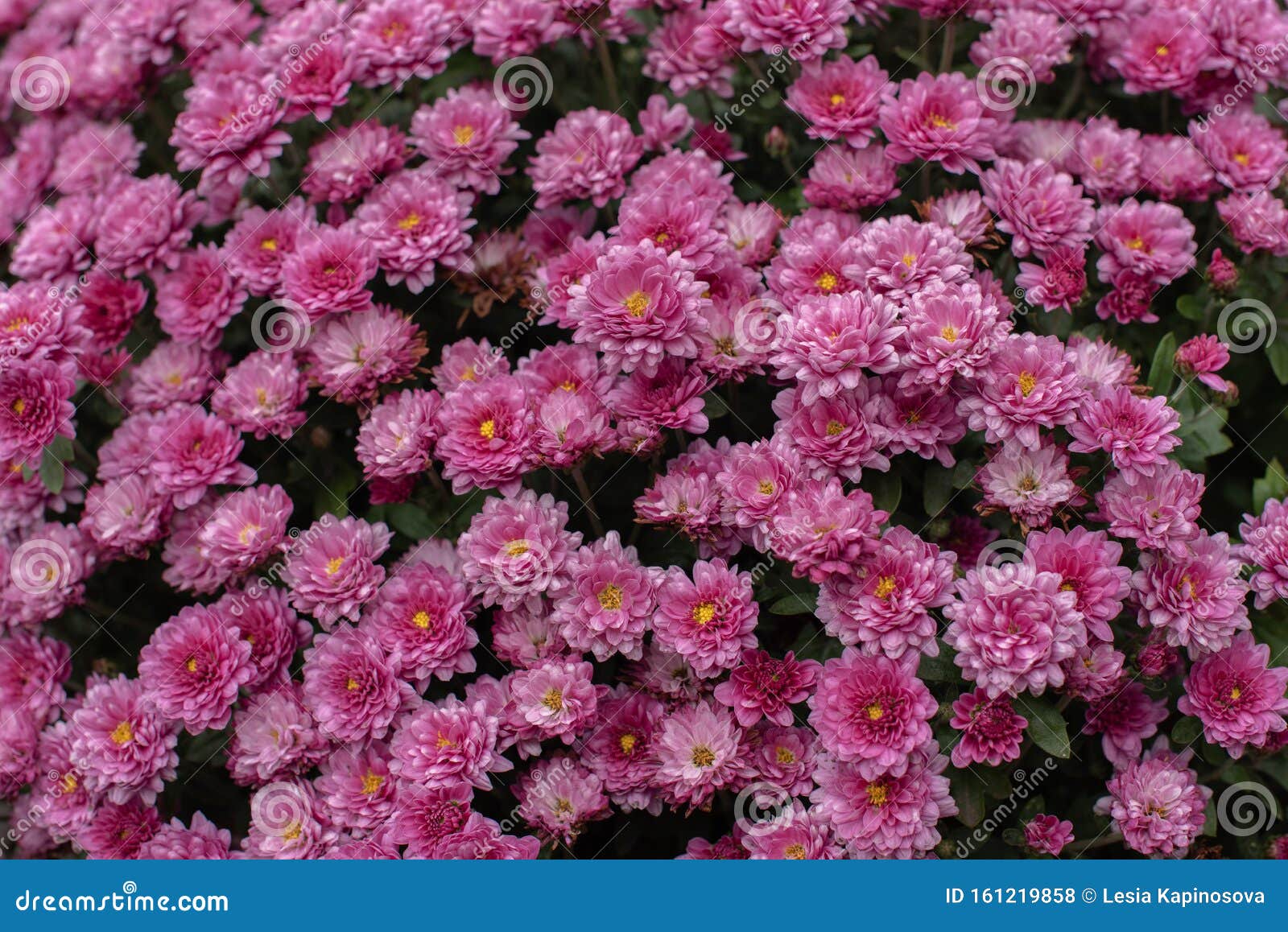 Florists Daisy Chrysanthemum Morifolium in Garden Stock Photo - Image ...