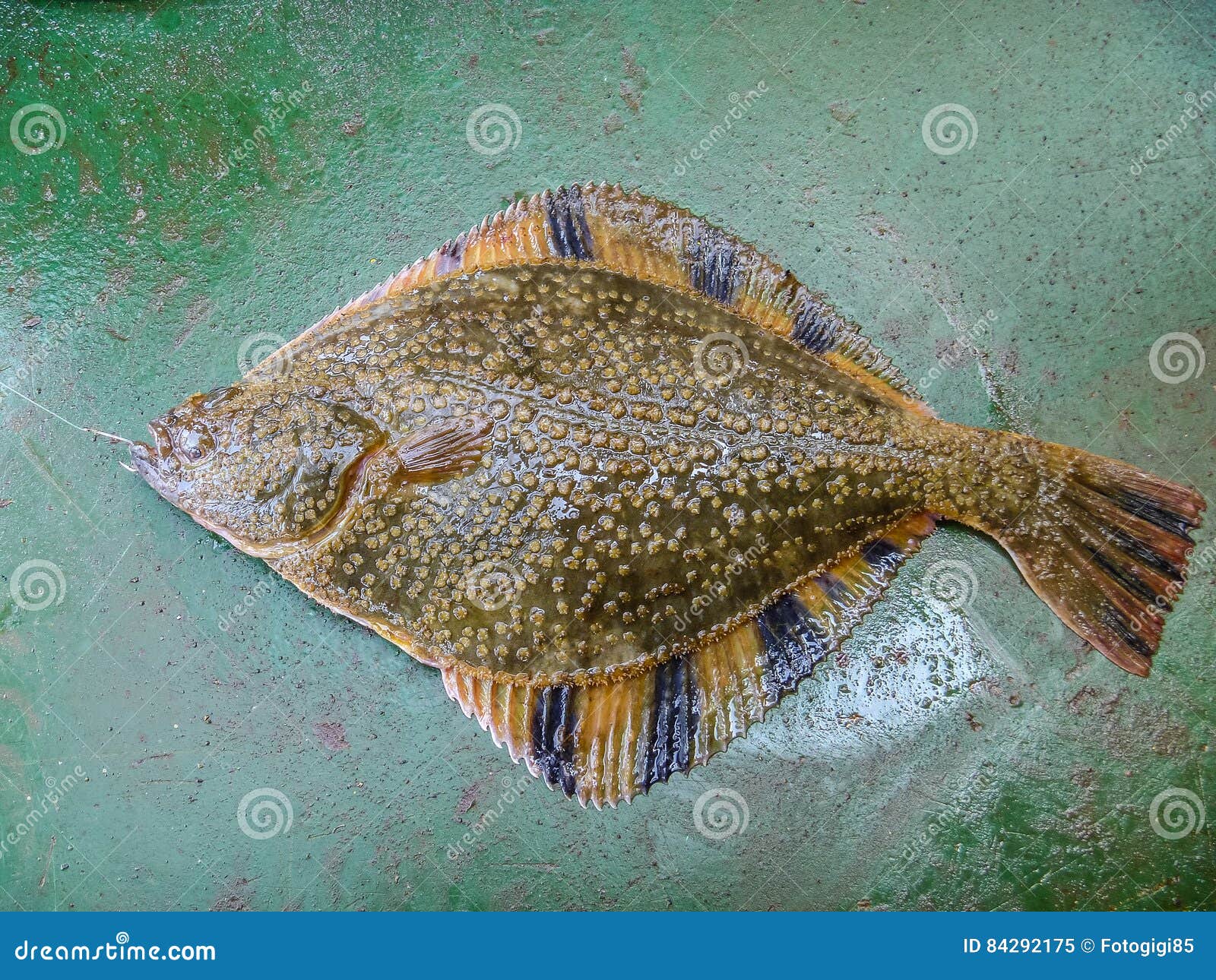 Flounder on the Deck. Fishing on the Boat Stock Image Image of