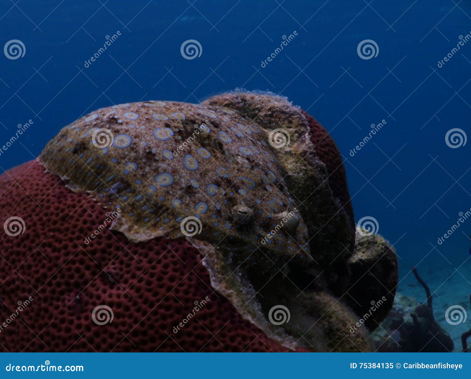 Flounder stock image. Image of swim, underwater, caribbean 75384135