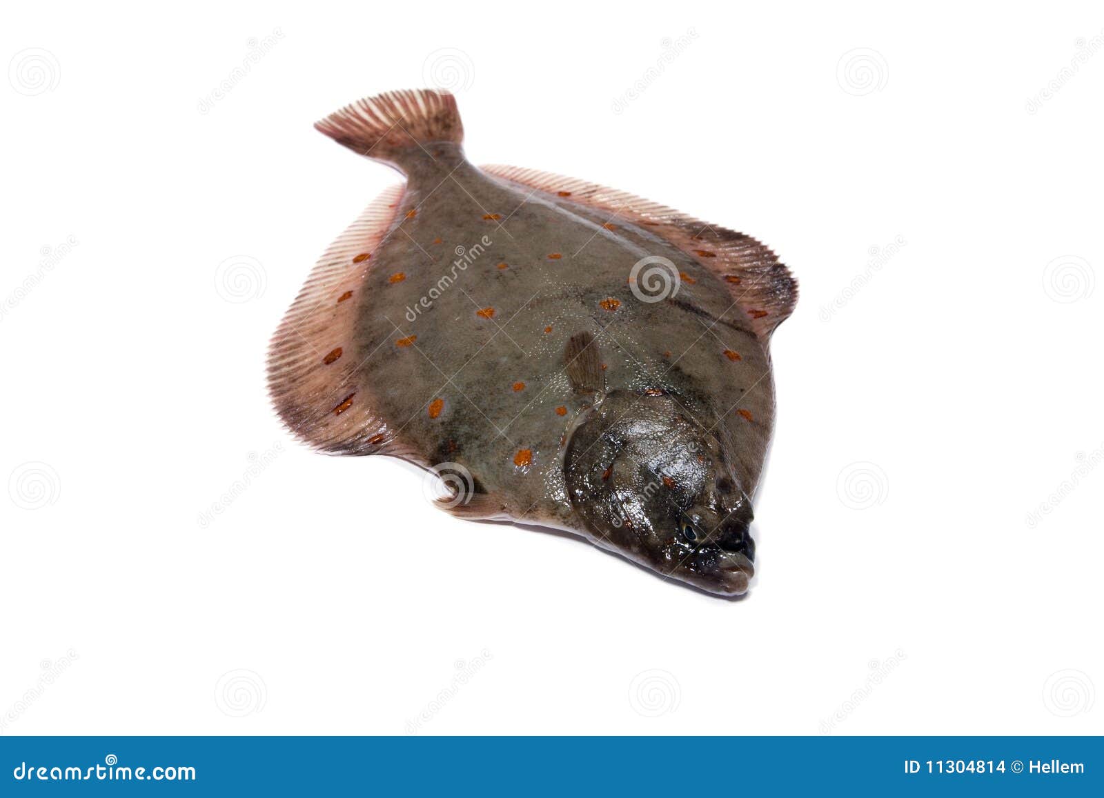 Flounder Plaice stock photo. Image of ocean, seafood 11304814
