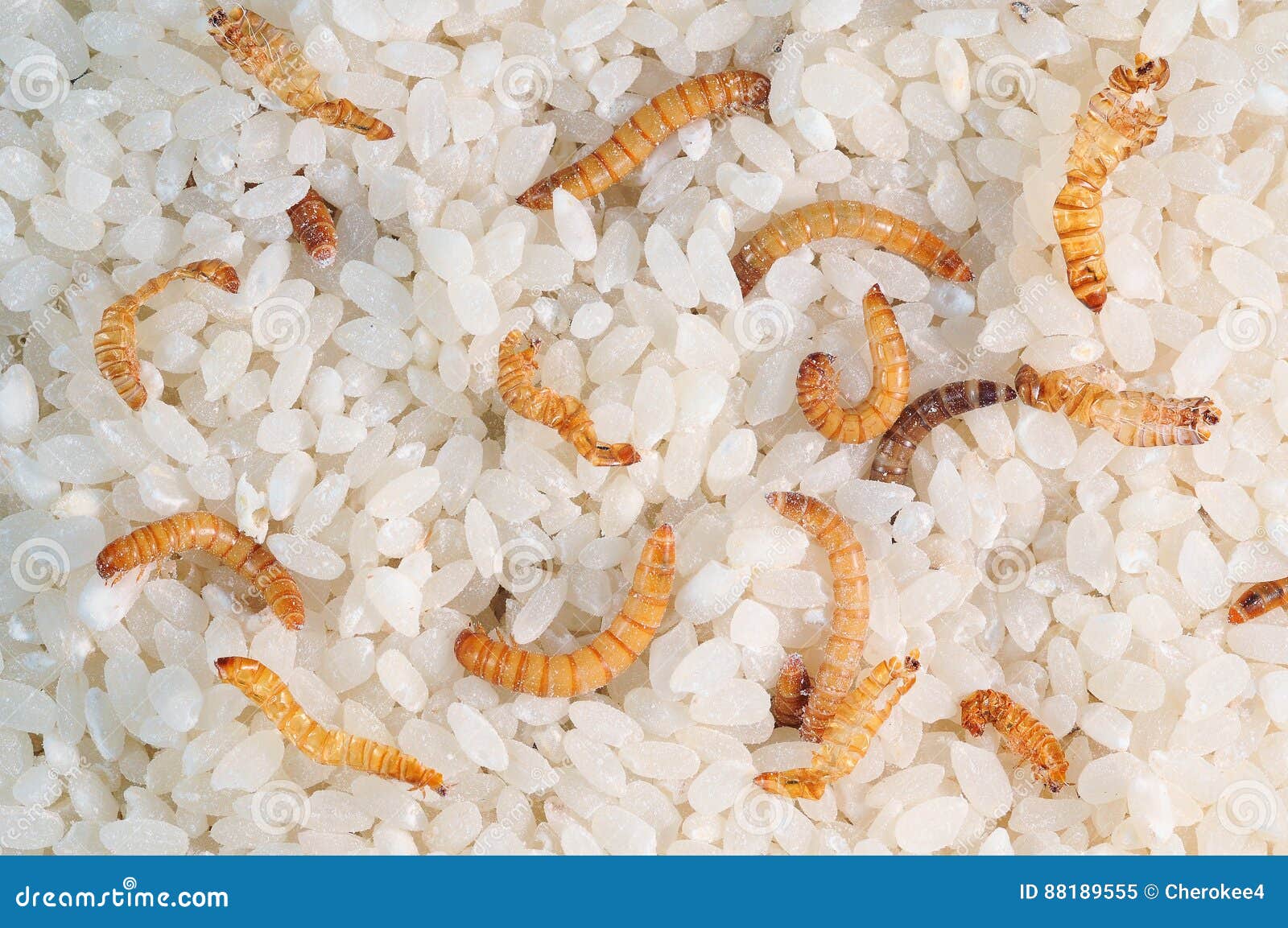 What kind of worms look like rice