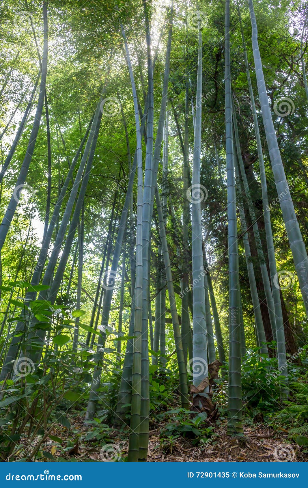 The Flourish Bamboo Forest, Adgara, Stock Image Image of