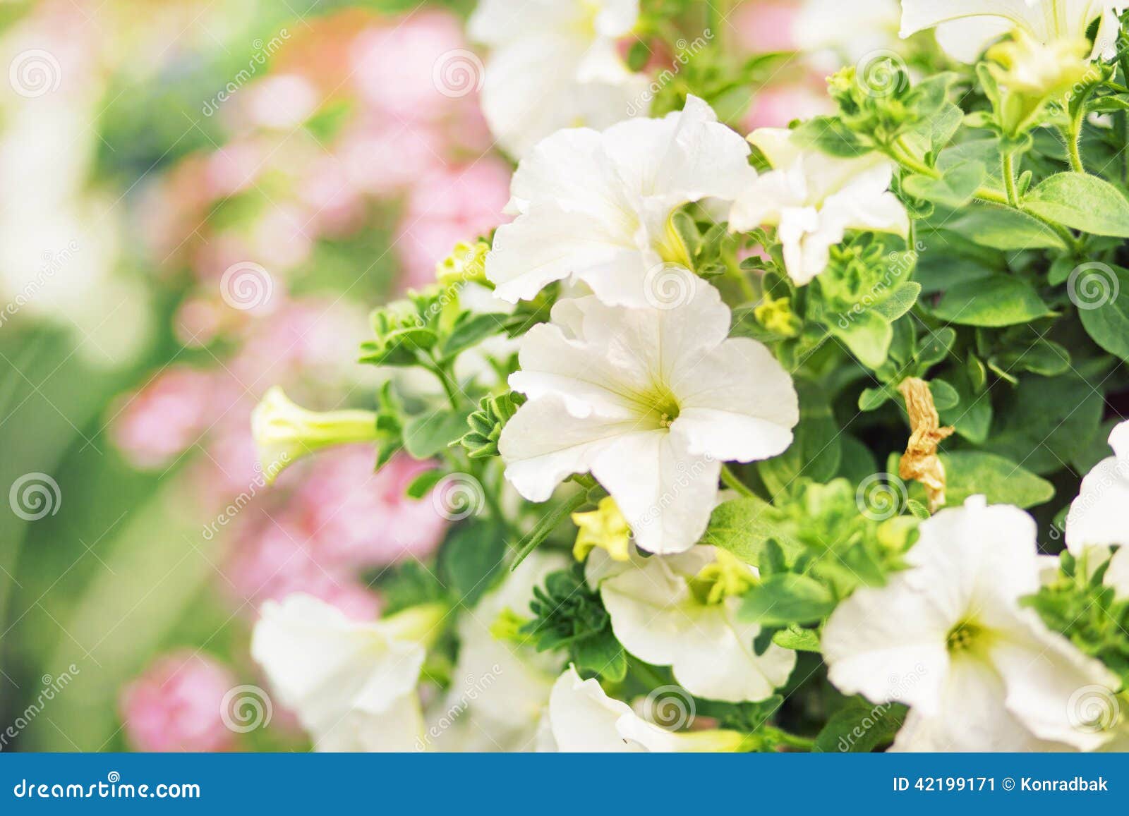 Flourish White Flowers in the Summer Garden Stock Image Image of