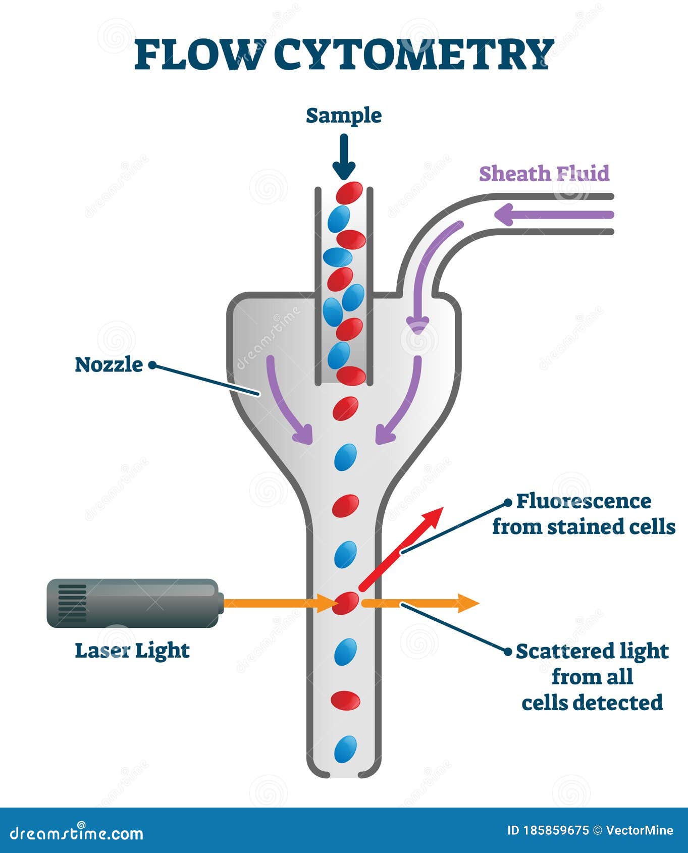 Flow cytometry vector illustration labeled measurement instrument