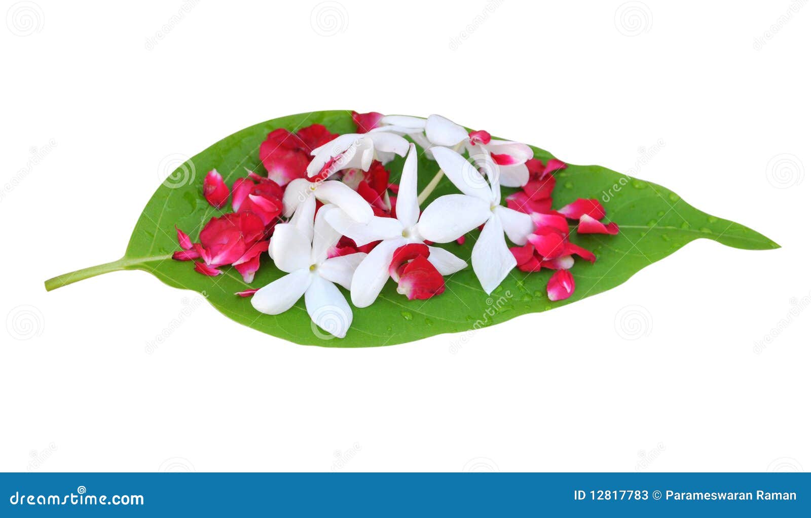 Flower stock image. Image of pray, botany, cool, sweet - 12817783