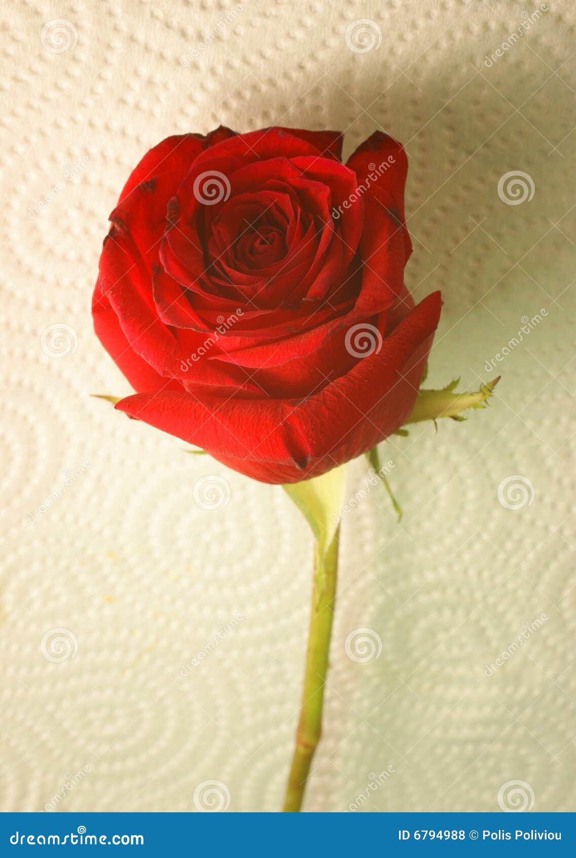 Only flower stock photo. Image of spring, purple, seasonal 6794988