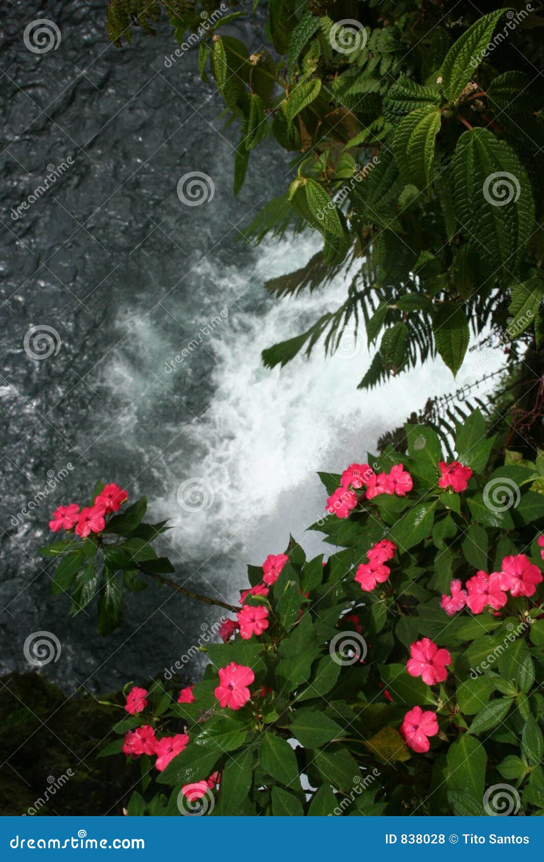 Flower on the Abyss stock photo. Image of central, detail 838028