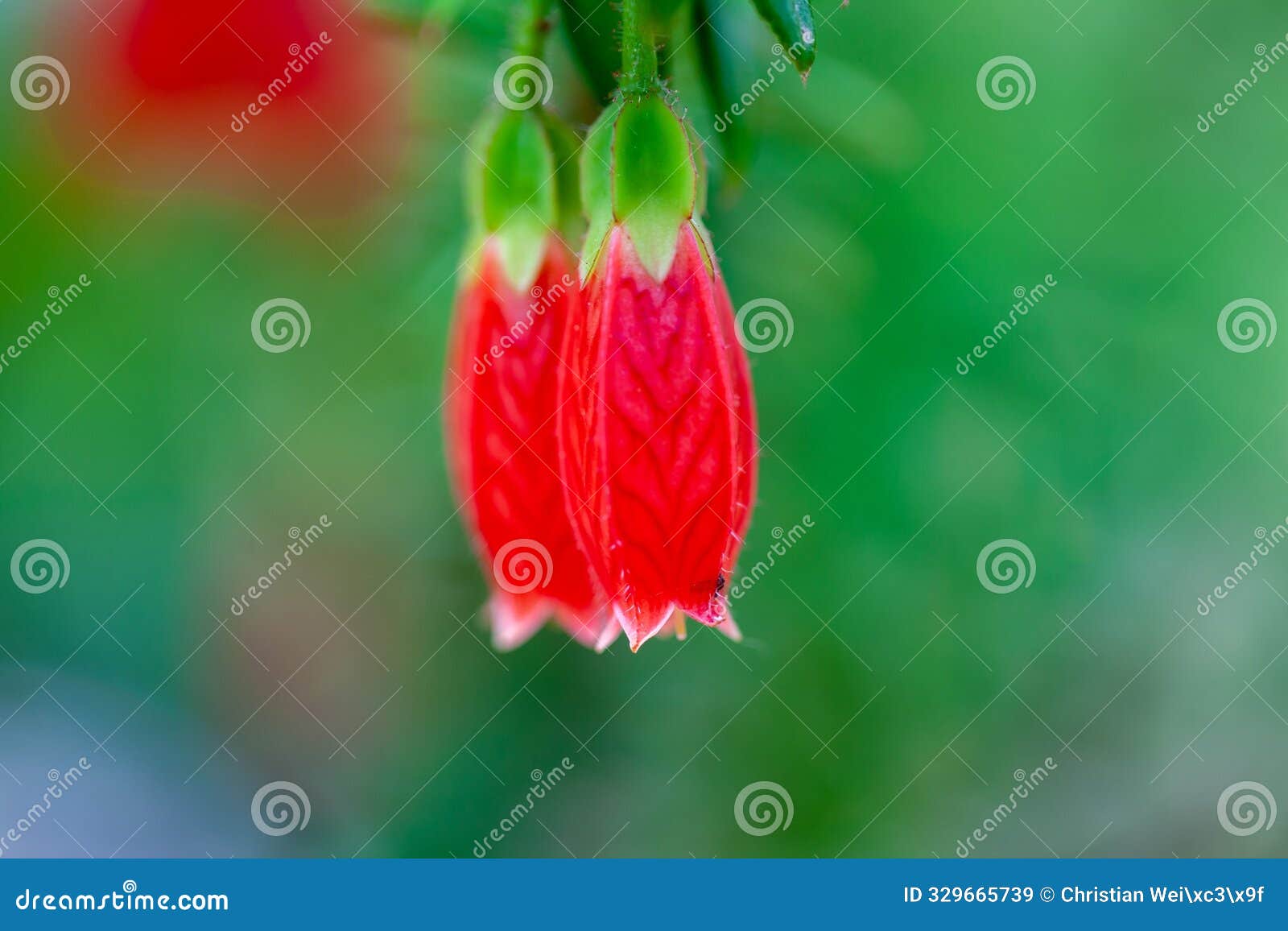 flower of a agapetes serpens