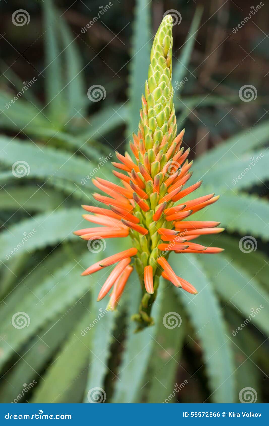 Flower of Aloe Vera stock photo. Image of vera, pendulous 55572366