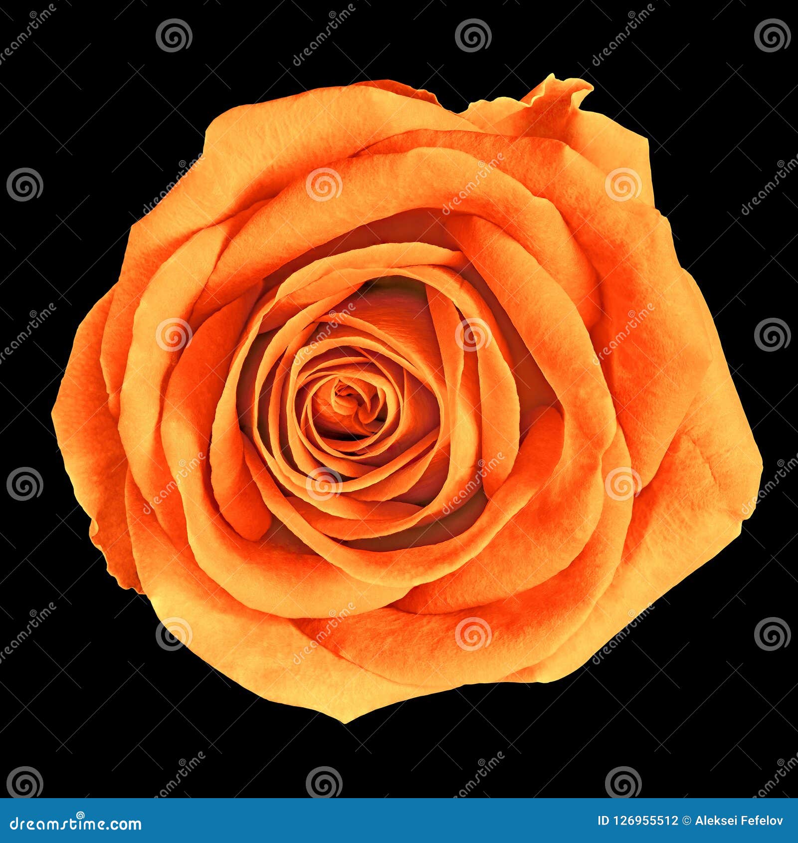 Hãy để mình tràn ngập trong sự ấm áp và lãng mạn với hình ảnh một bông hoa hồng cam nhuộm màu vàng cổ điển. Sự kết hợp giữa màu cam và vàng tạo nên một vẻ đẹp đầy thu hút mà bạn không thể bỏ qua.