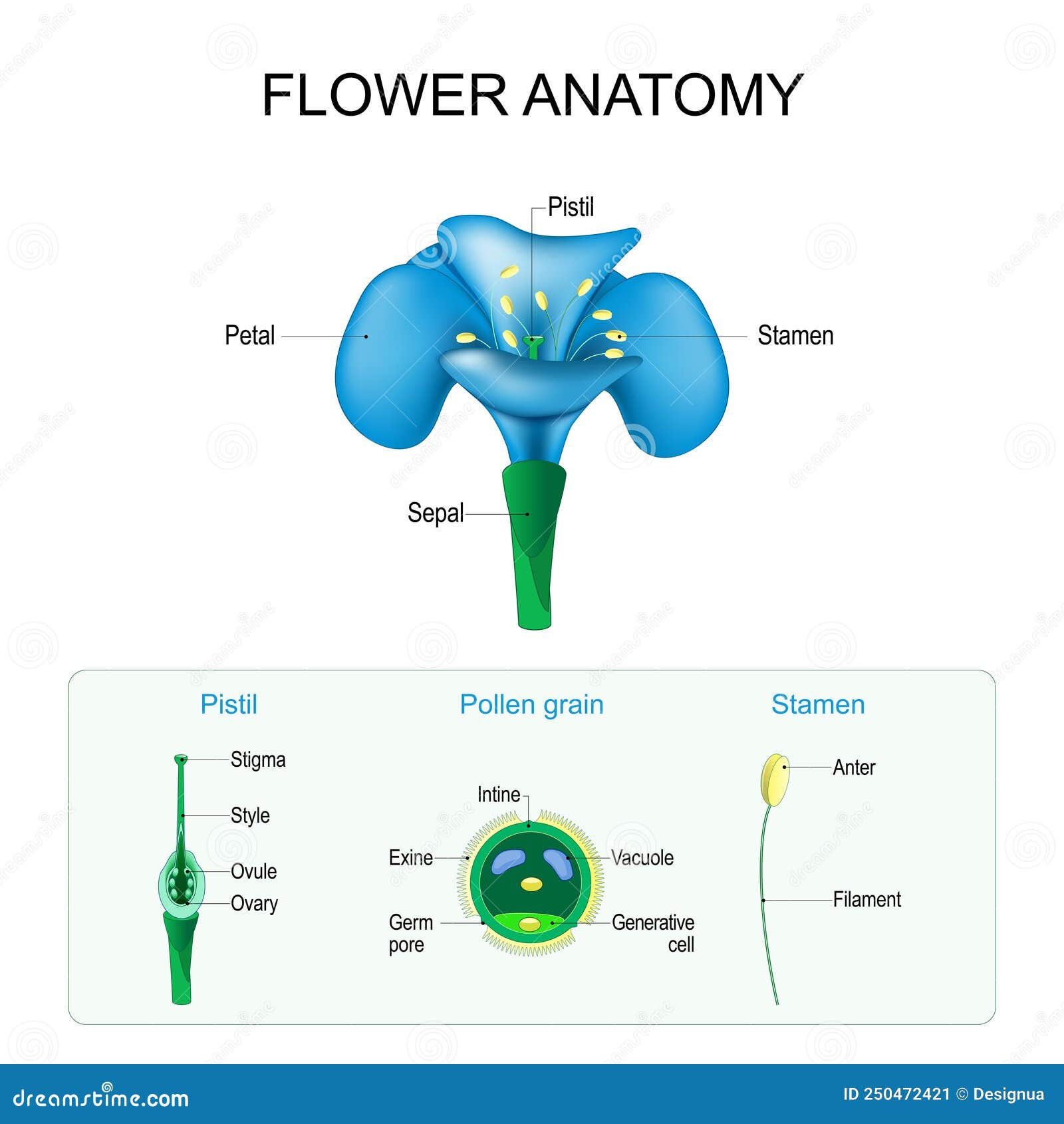 flower pollen diagram