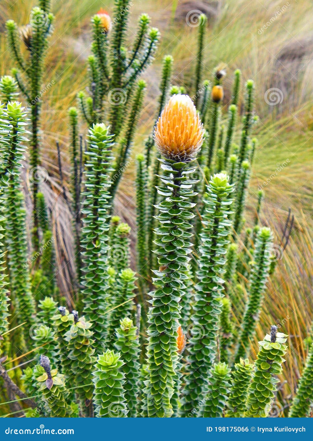 flower of andes or chuquirahua, ecuador