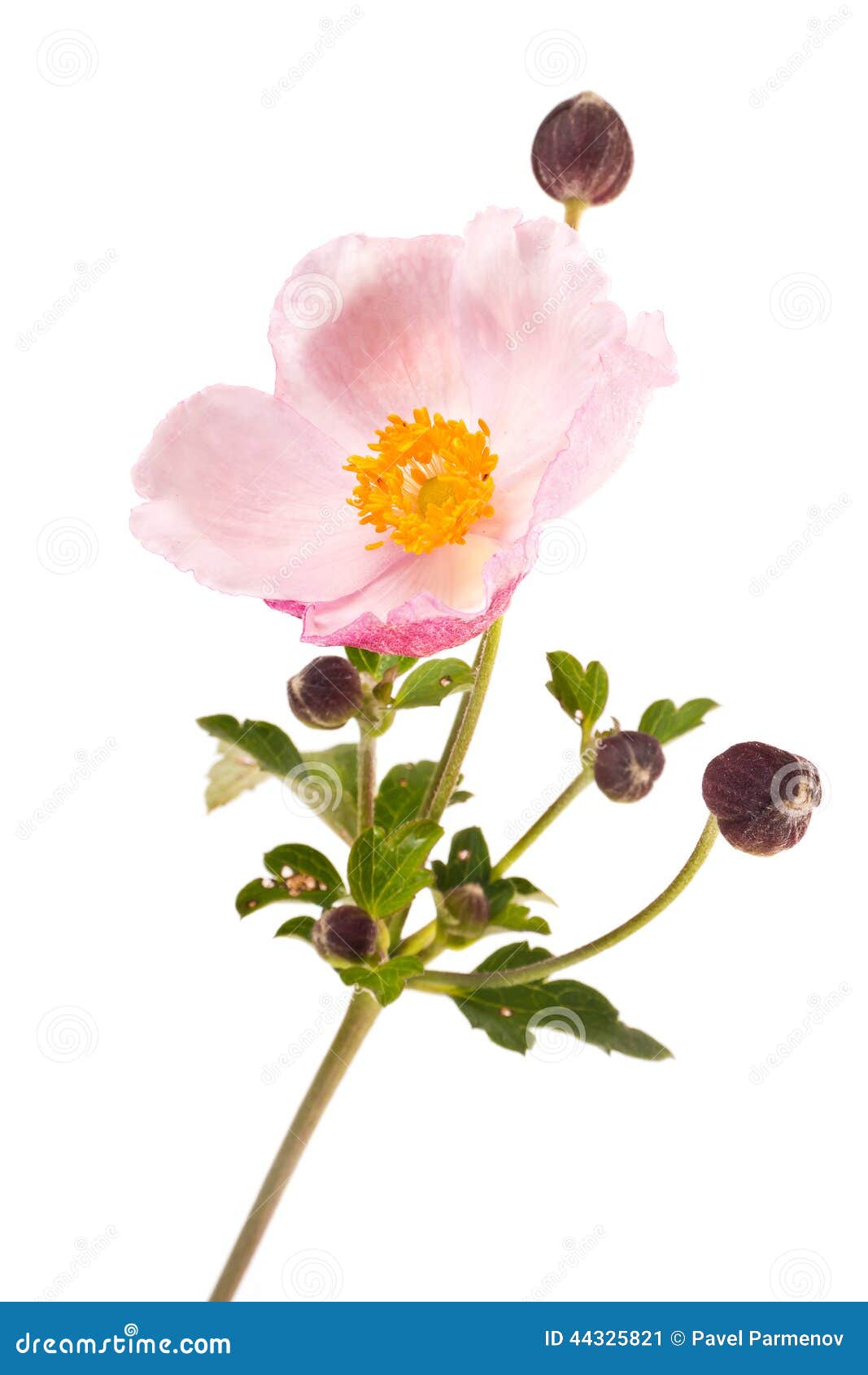 Flower is Anemone stock image. Image of spring, season - 44325821
