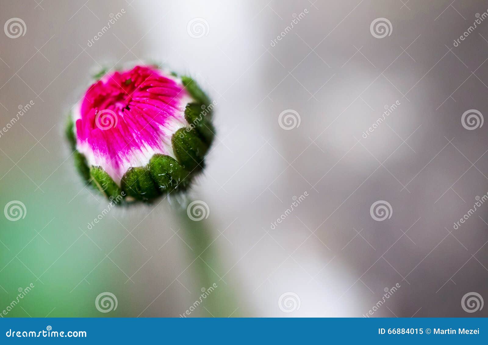 Flower (anthos, stock image. Image of micro - 66884015