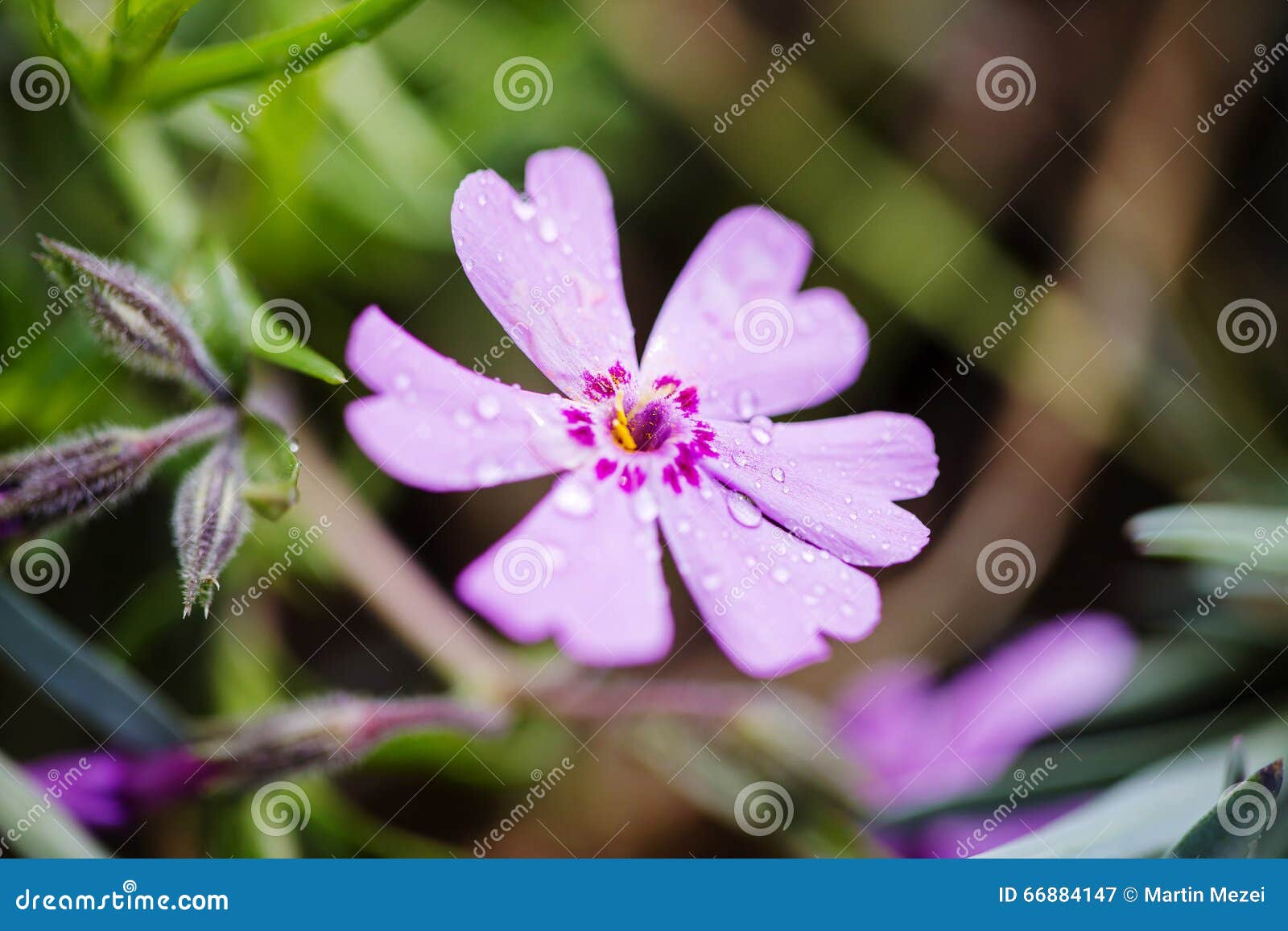 Flower (anthos, flos) stock image. Image colorful - 66884147