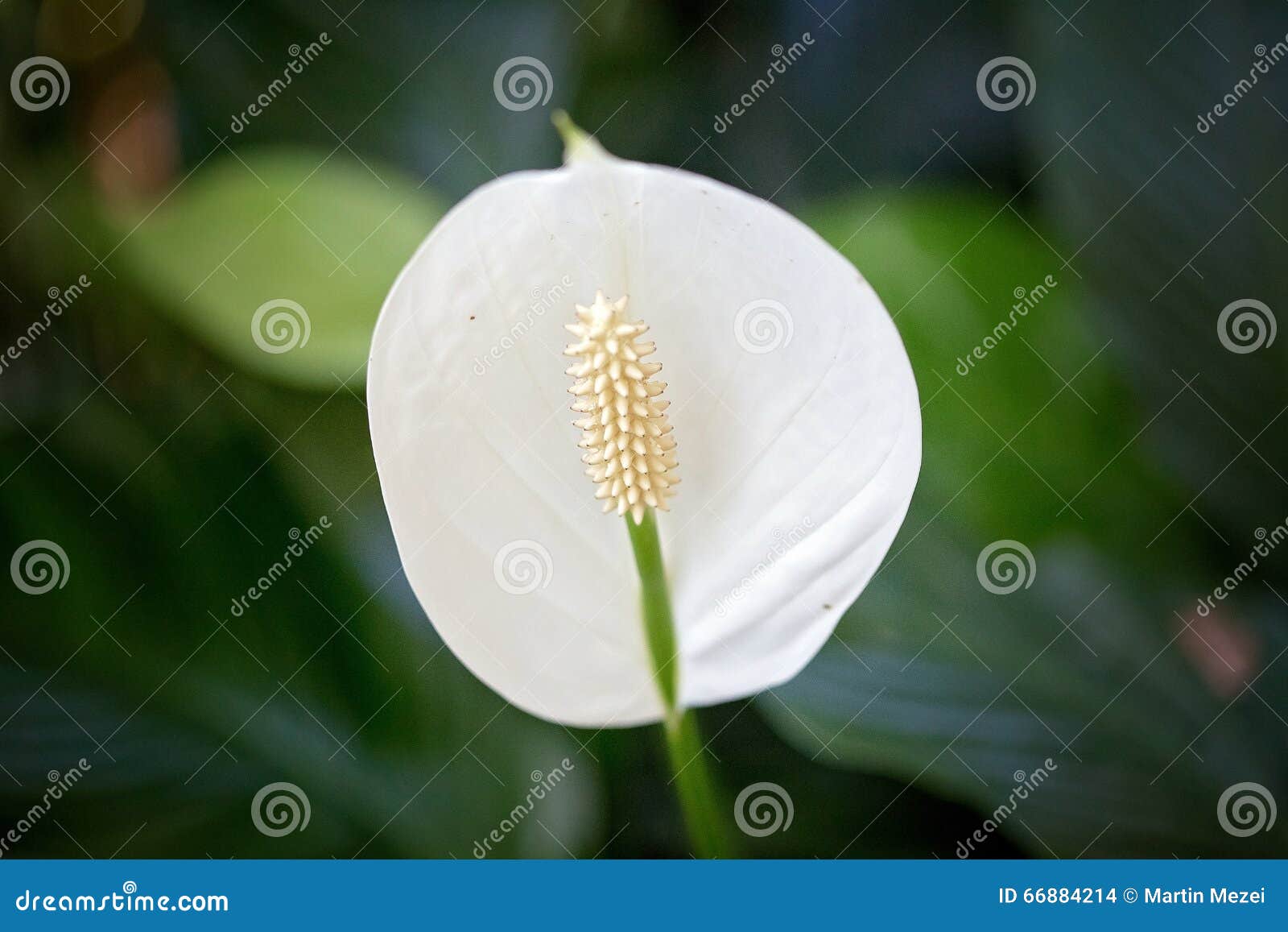 Flower (anthos, flos) stock photo. Image of pure, - 66884214
