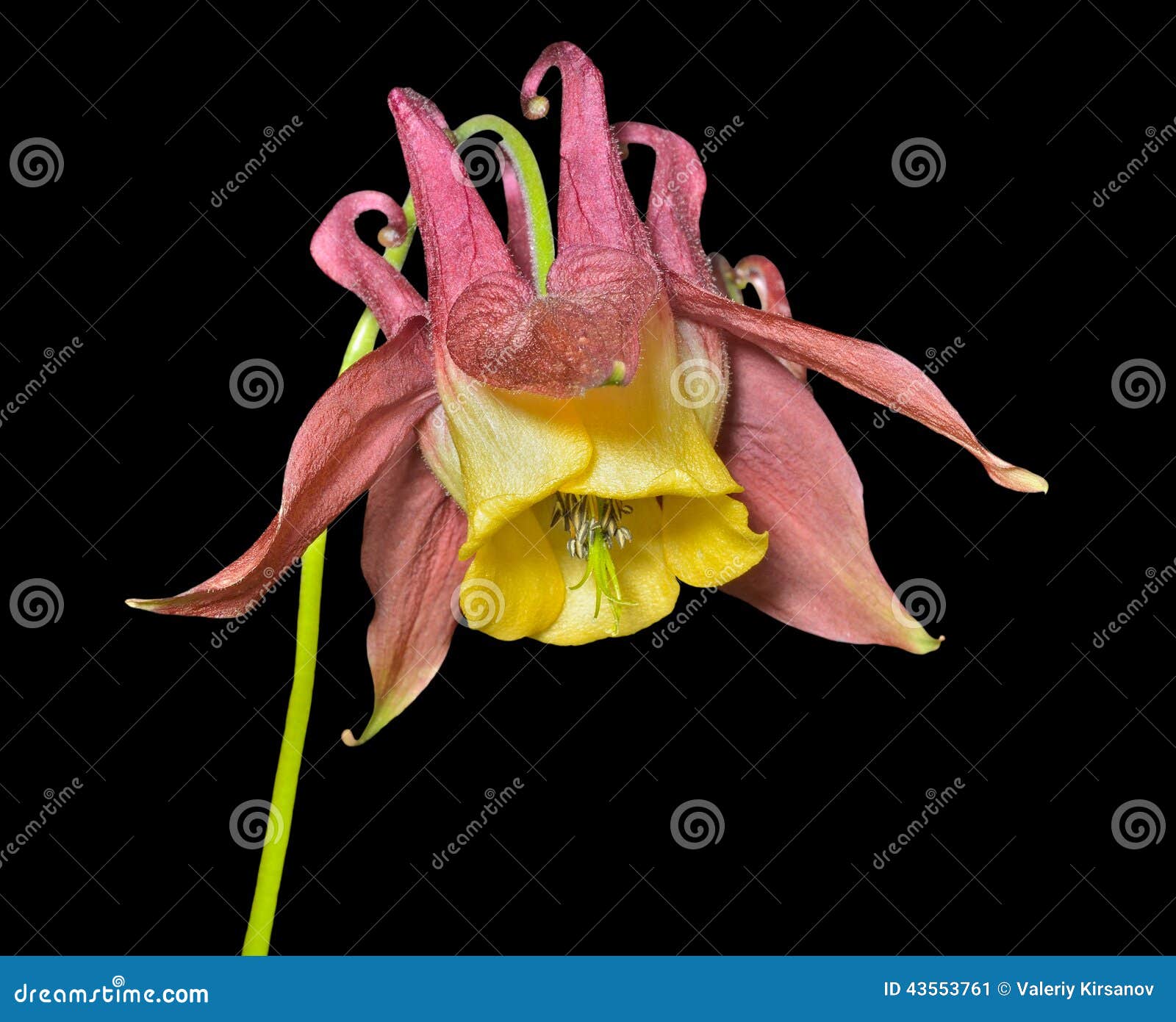 flower aquilegia 14