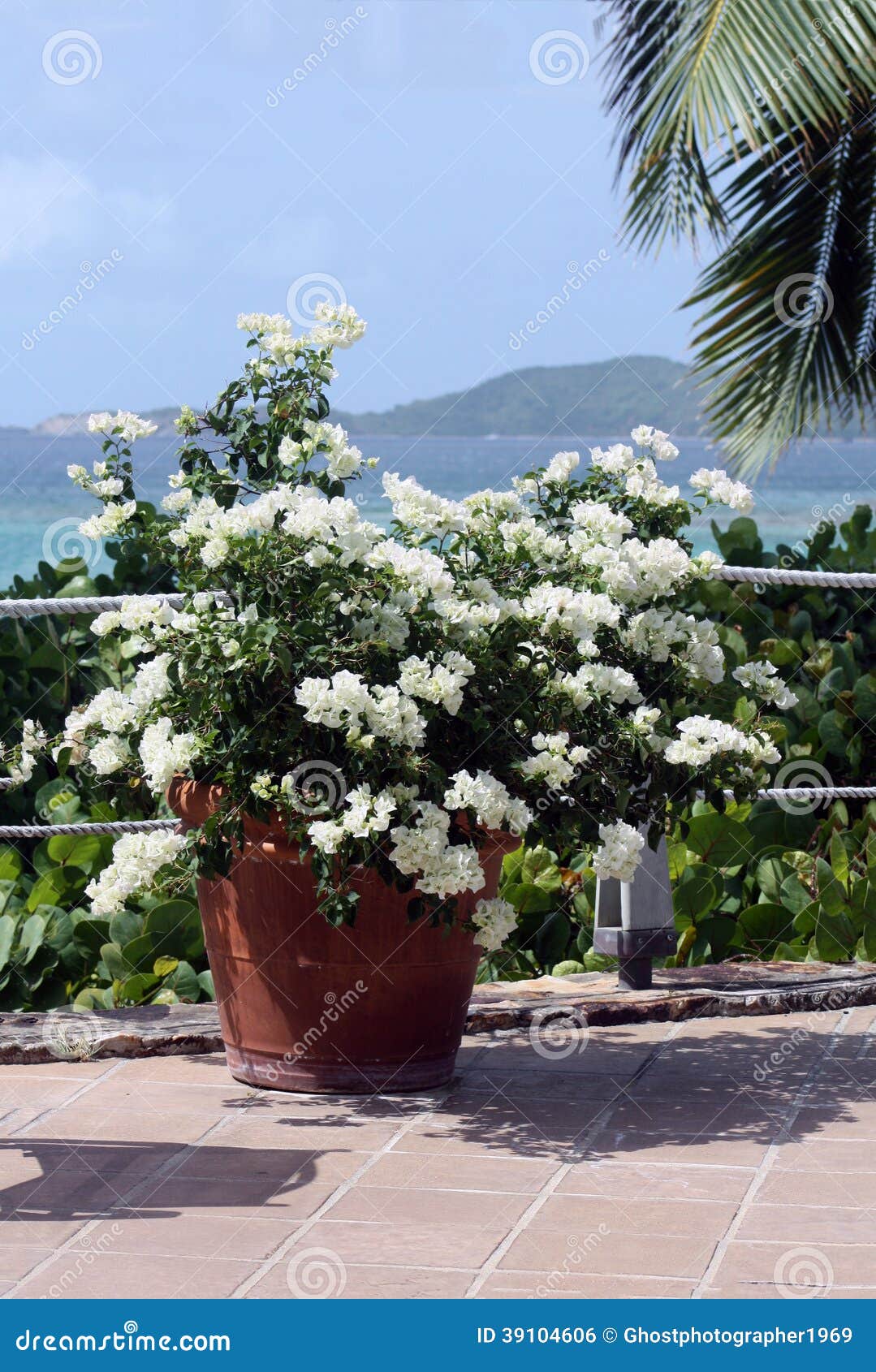 flower arrangement on caribbean background