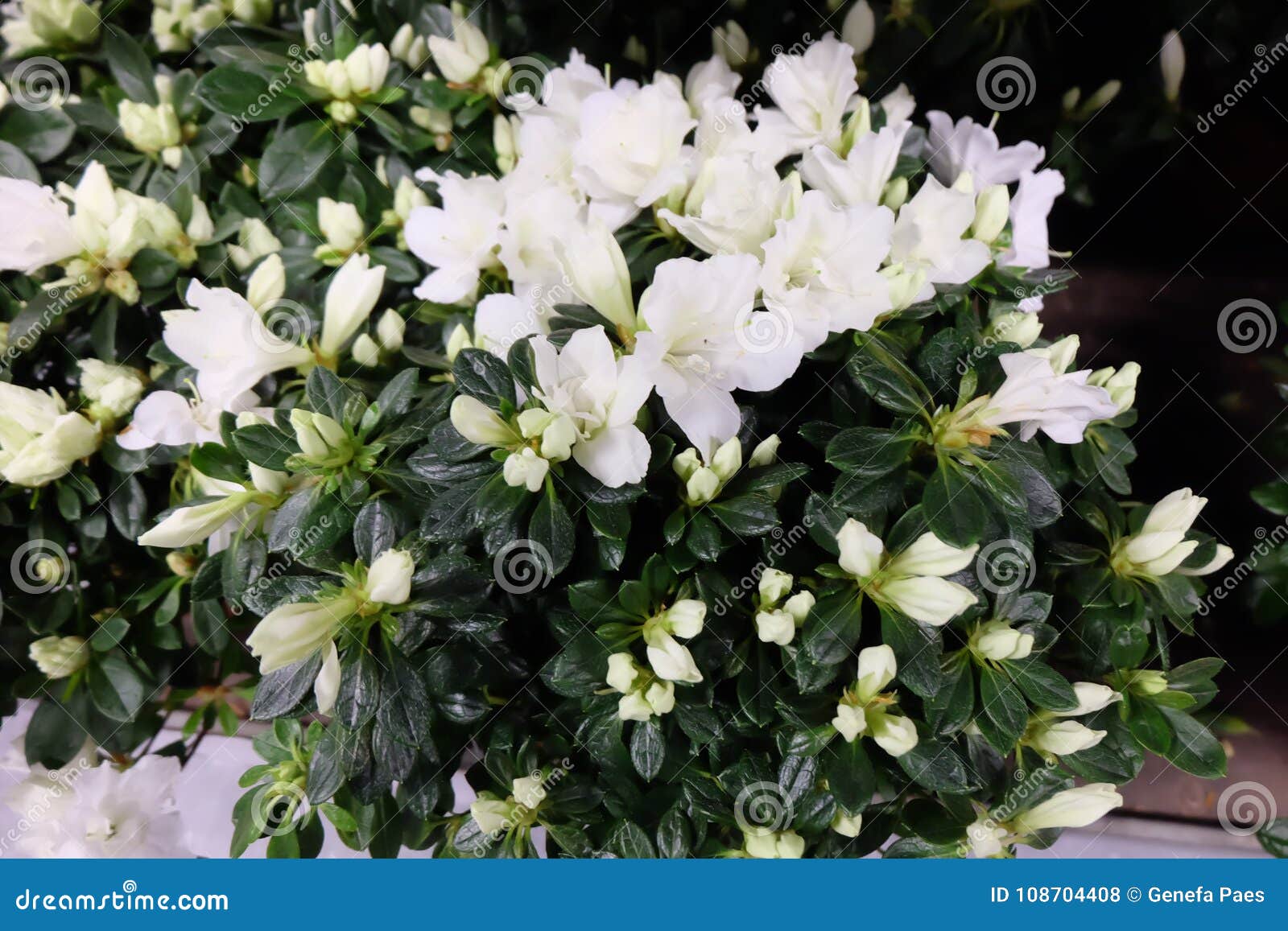 Gardenia Flowers Also Known As Saint Anthony S Flowers Stock Photo Image Of Outdoor Wedding 108704408