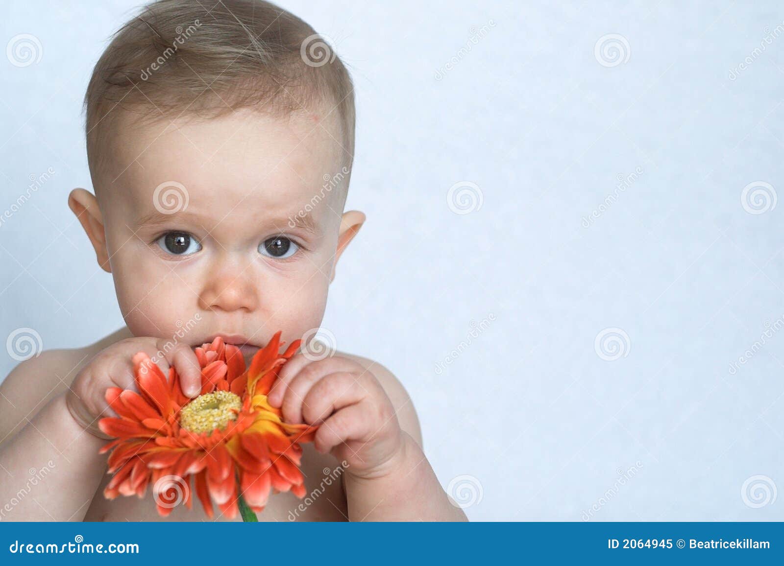 Flower Baby stock image. Image of precious, gaze 2064945