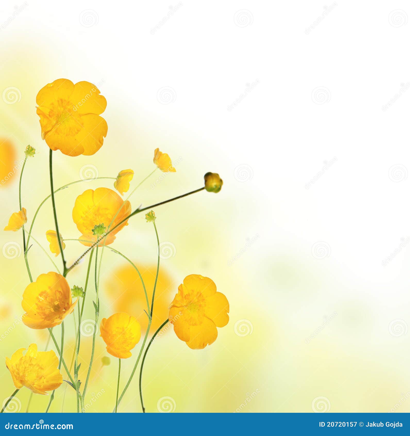 Flower background stock image. Image of single, macro - 20720157