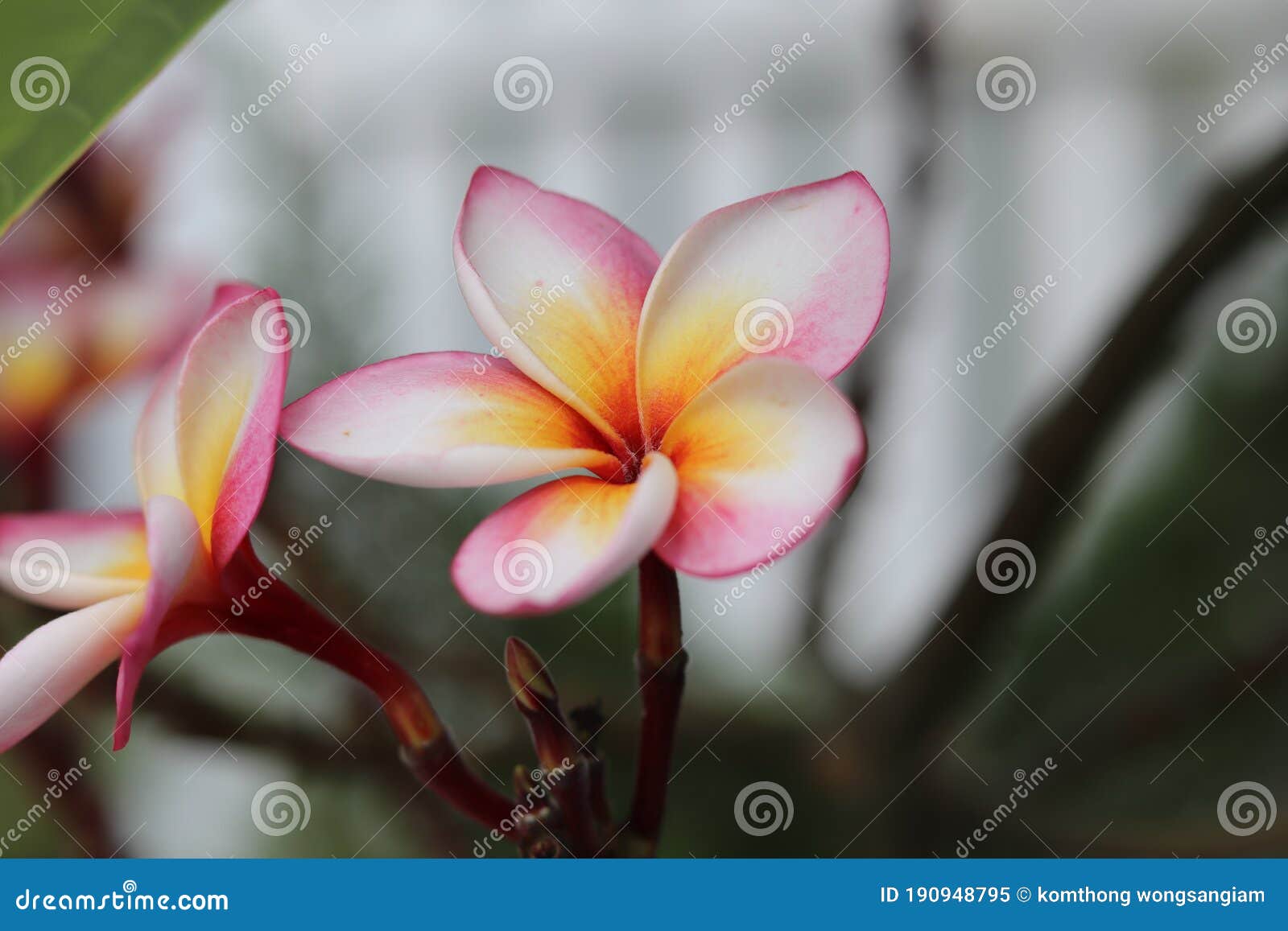 Pink and Yellow Flower with Blurred Background Stock Image Image of