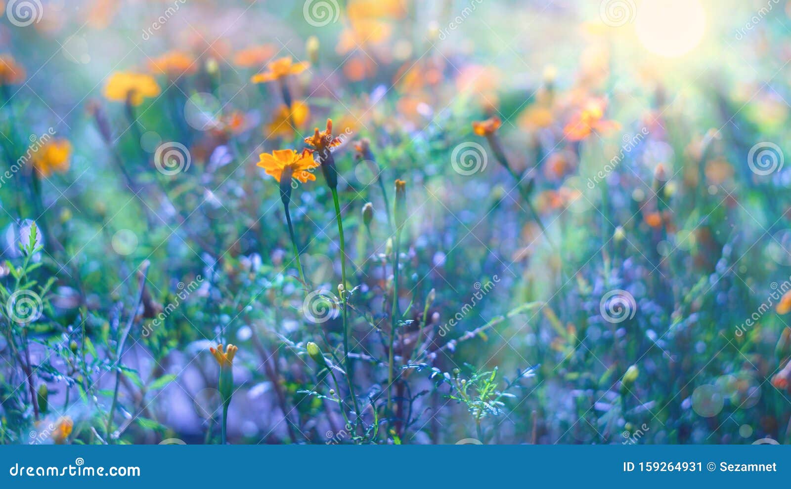 Flower Background Autumn Flowers Marigolds Sunset Beautiful Landscape Of Cold Blue And Warm Orange Stock Image Image Of Brown Drink 159264931,What A Beautiful Name Piano Chords Key Of C