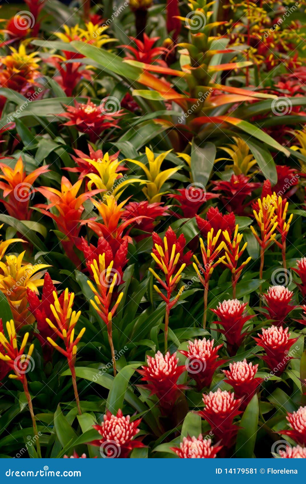 Flower Background. Bromelia Stock Image - Image of flowers, floral: 14179581