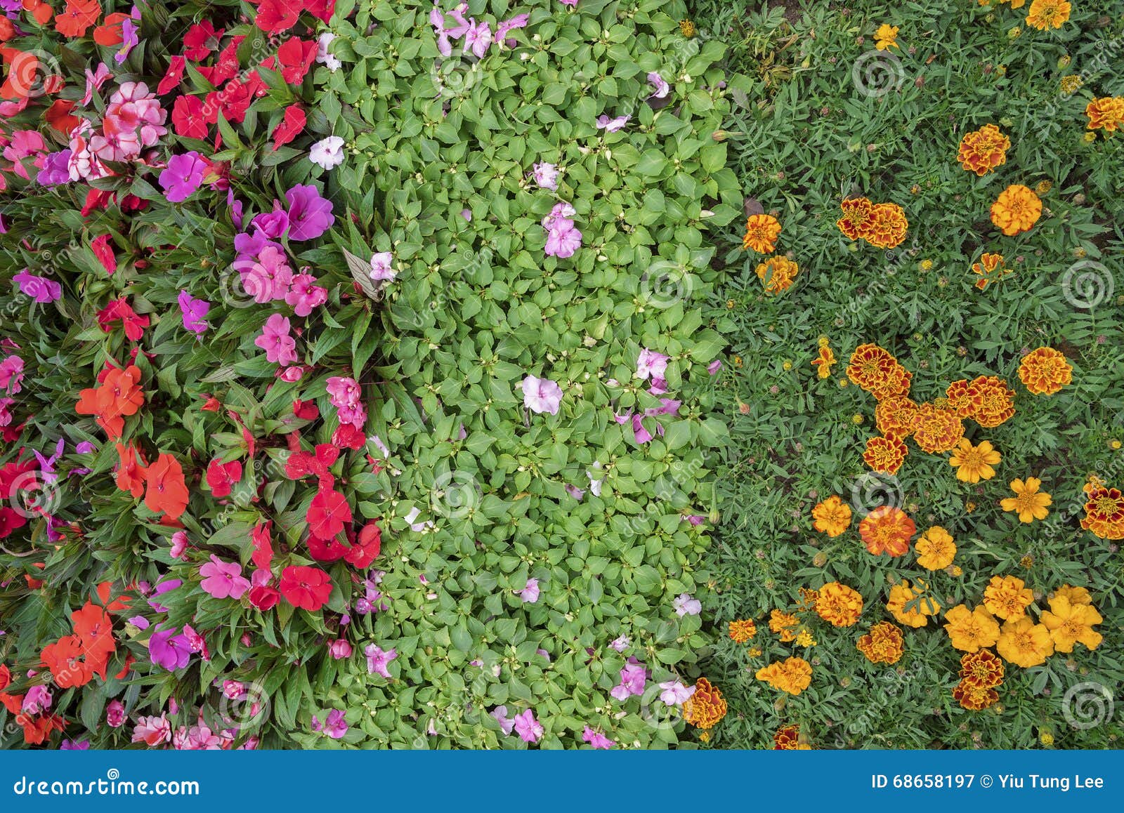 Flower background stock image. Image of outdoor, floral - 68658197